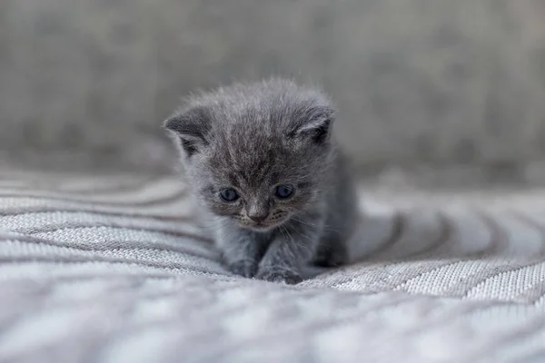 Kleine Britische Kurzhaarkatze Zimmer Nettes Kätzchen Auf Decke Sitzend Haustierkonzept — Stockfoto