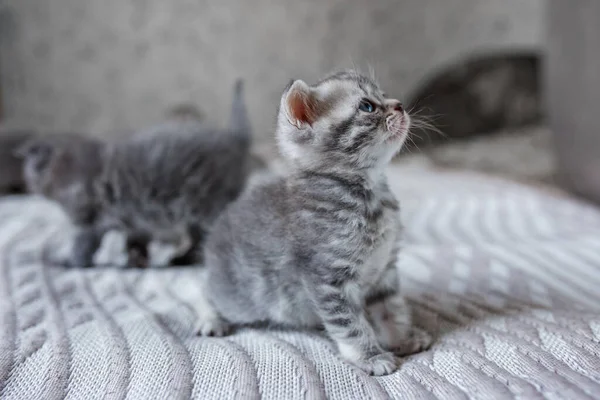 Kleine Britische Kurzhaarkatze Zimmer Nettes Kätzchen Auf Decke Sitzend Haustierkonzept — Stockfoto