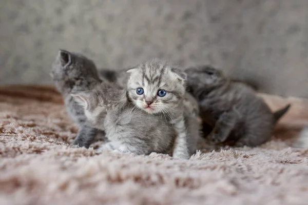 Viele Kätzchen Schottisch Ohren Britischen Rasse Kätzchen Auf Dem Hintergrund — Stockfoto