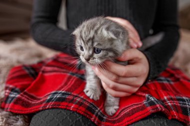 İskoç kedi yavrusu. Hayvan konsepti. Çocukların elindeki küçük İngiliz kısa hava kedisi.