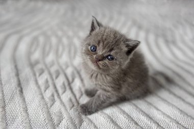 Odada küçük bir İngiliz kısa hava kedisi var. Battaniyenin üzerinde oturan sevimli kedi yavrusu. Hayvan konsepti.
