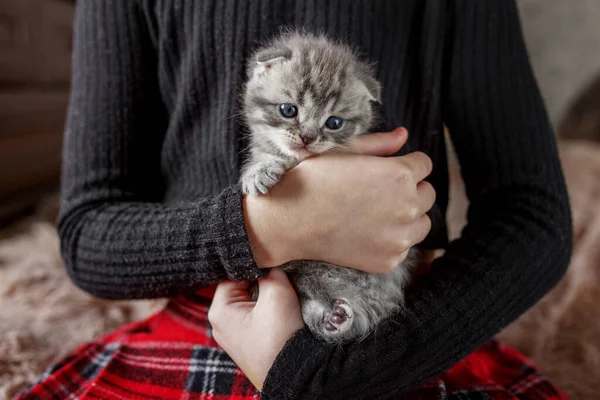 Scottish Fold Kitten Pet Concept Small British Shorthair Cat Children — Stock Photo, Image