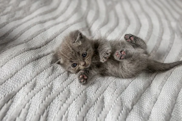Kleine Britische Kurzhaarkatze Zimmer Nettes Kätzchen Auf Decke Liegend Haustierkonzept — Stockfoto