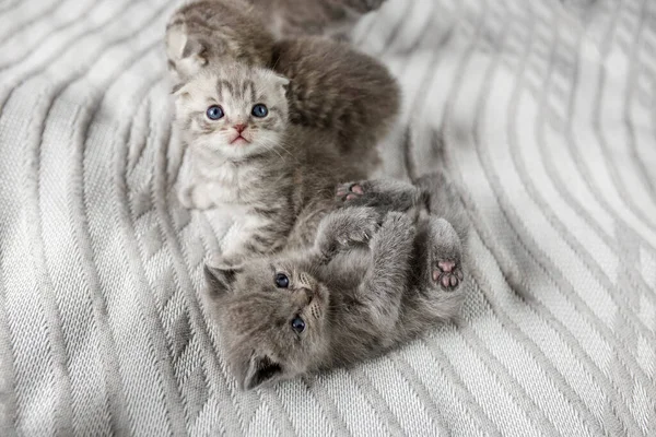 灰色の部屋を背景にスコットランド風の英国の品種の子猫の多く ペットのコンセプト — ストック写真