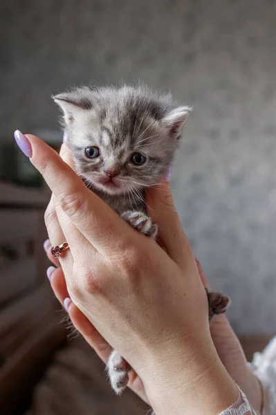 Small British Shorthair Cat Females Hands Scottish Fold Kitten Pet — Stock Photo, Image