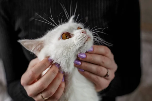 Woman petting white domestic cat. British shorthair cat. Pet concept.