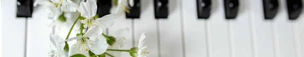 Banner for web site. White bloom on piano keys. Beauty of music and nature. Beautiful background. Music and composer concept.