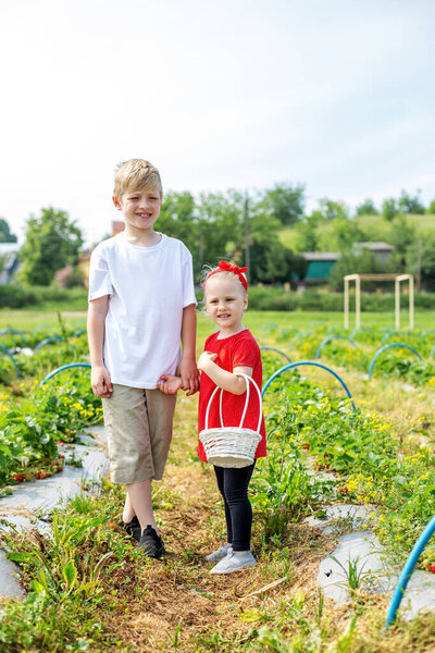Healthy and environmentally friendly crop. Children sibling picking strawberry on self-picking farm. Harvesting concept. Pick-Your-Own farm.
