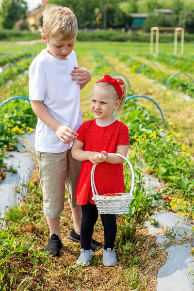 Healthy and environmentally friendly crop. Children sibling picking strawberry on self-picking farm. Harvesting concept. Pick-Your-Own farm