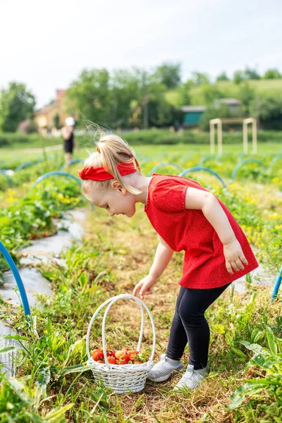 Kleines Mädchen Pflückt Erdbeeren Auf Einem Selbst Gepflückten Bauernhof Erntekonzept — Stockfoto