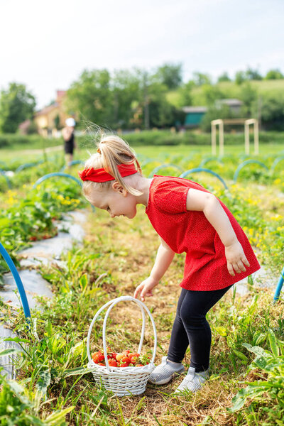 Little kid girl picking strawberry on self-picking farm. Harvesting concept. Red clothes. Tasty berries. Pick-Your-Own farm