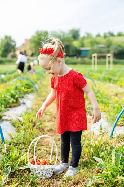 Kleines Mädchen Pflückt Erdbeeren Auf Einem Selbst Gepflückten Bauernhof Erntekonzept — Stockfoto