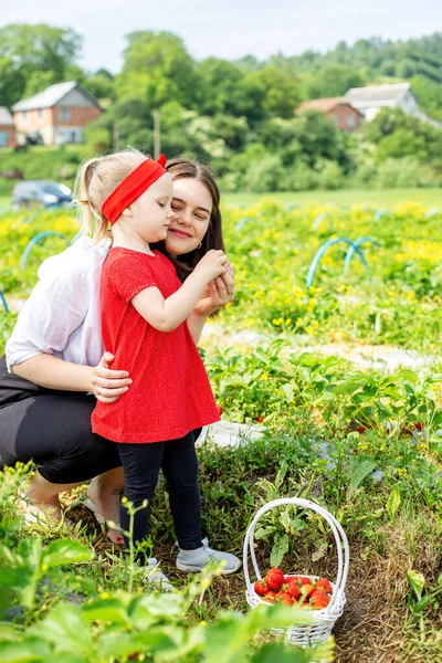 Mutter Und Kleines Kind Pflücken Erdbeeren Auf Einem Selbst Gepflückten — Stockfoto