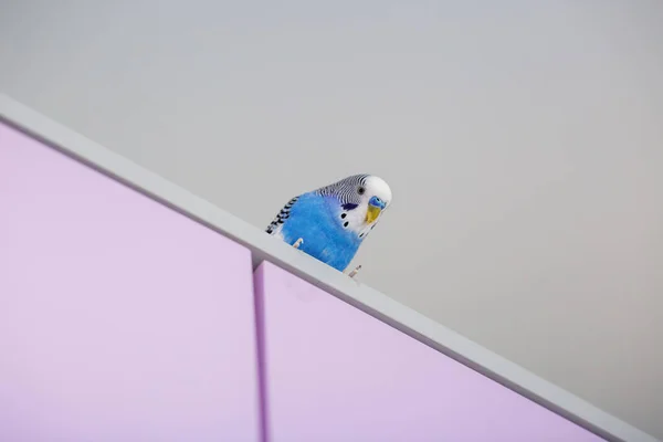Śmieszna Niebieska Papużka Budgerigar Domu Jasnym Tle Przestrzeń Kopiowania — Zdjęcie stockowe