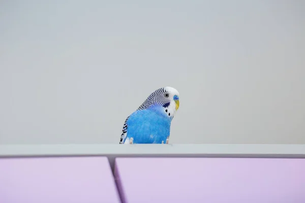 Funny Blue Budgie Budgerigar Home Light Background Copy Space — Stock Photo, Image