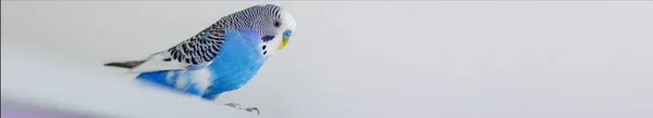 Śmieszna Niebieska Papużka Budgerigar Domu Jasnym Tle Odbiór Baner Stronę — Zdjęcie stockowe