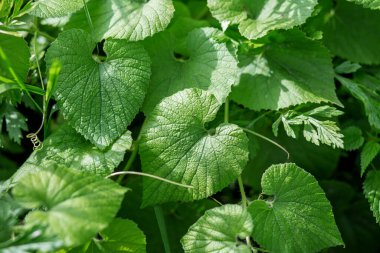 Bahçedeki Altın Sarmaşık. Mançu yumru kabağı. Thladiantha dubia.