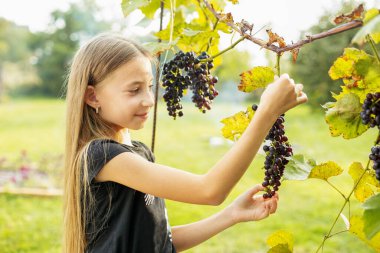 Şarap hasadı sırasında üzüm toplayan kız çocuğu. Hasat konsepti. Kendi çiftliğini kendin seç. Sağlıklı ve çevre dostu mahsul.