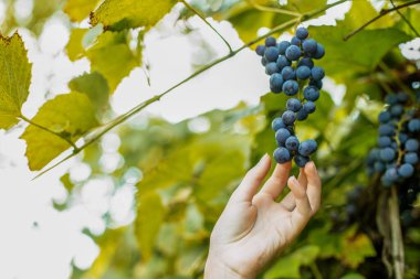 Organik üzüm bağlarında yetişen üzümleri inceleyen çiftçi. Hasat konsepti. Kendi çiftliğini kendin seç. Sağlıklı ve çevre dostu mahsul.