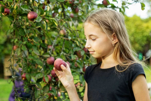 Cosechando Manzanas Niña Ayudando Jardín Recogiendo Manzanas Recoge Propia Granja — Foto de Stock