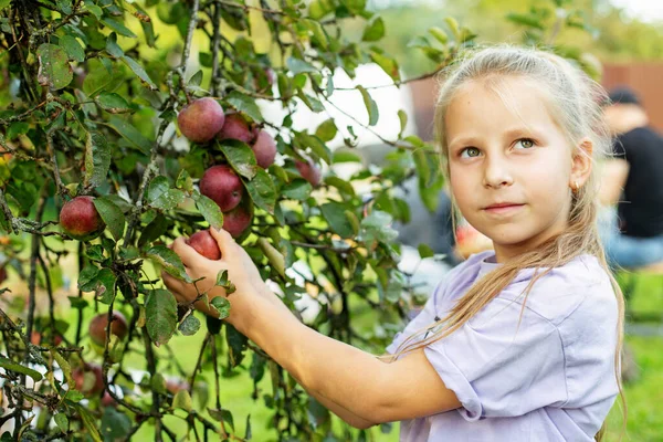 Äpfel Ernten Kleines Mädchen Hilft Garten Und Pflückt Äpfel Pick — Stockfoto