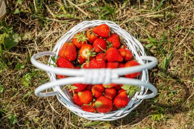 White basket. Tasty berries. Pick-Your-Own farm. Strawberry plantation on sunny day. Organic product. Self-picking farm. Harvesting concept. Top view clipart