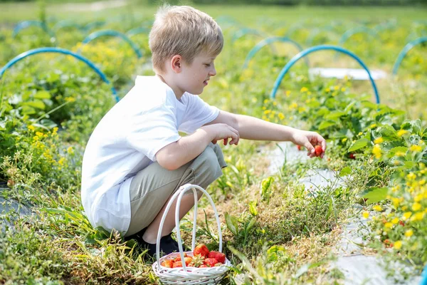 Junge Pflückt Erdbeeren Auf Einem Selbst Gepflückten Hof Erntekonzept Pick — Stockfoto