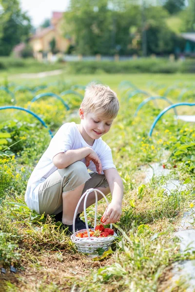 Lächelnder Junge Beim Erdbeerpflücken Auf Einem Selbst Gepflückten Bauernhof Erntekonzept — Stockfoto