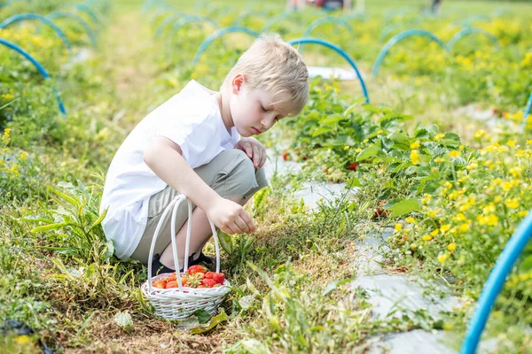 Junge Pflückt Erdbeeren Auf Einem Selbst Gepflückten Hof Erntekonzept Pick — Stockfoto