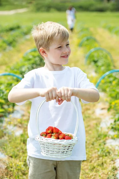 Lächelnder Junge Beim Erdbeerpflücken Auf Einem Selbst Gepflückten Bauernhof Erntekonzept — Stockfoto