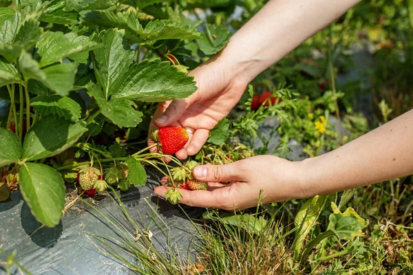 Leckere Beeren Pick Your Own Farm Erdbeerplantage Sonnigen Tagen Bioprodukt — Stockfoto