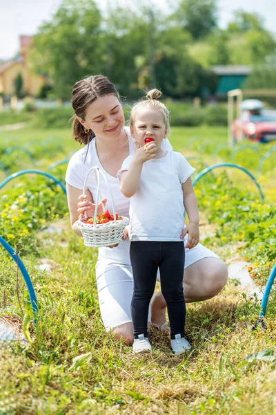 엄마와 아이가자 농장에서 딸기를 있습니다 수확하는 스스로 농장을 선택하 건강하고 — 스톡 사진