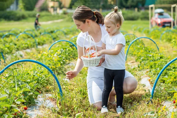 엄마와 아이가자 농장에서 딸기를 있습니다 수확하는 스스로 농장을 선택하 건강하고 — 스톡 사진