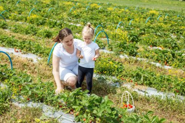 Mother and little kid picking strawberry on self-picking farm. Harvesting concept. Pick-Your-Own farm. Healthy and environmentally friendly crop. clipart