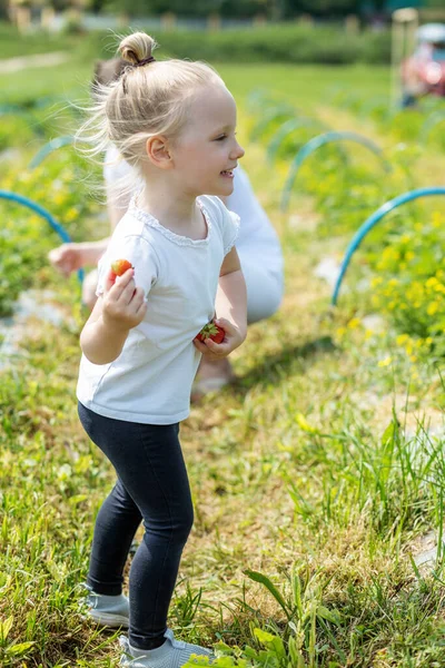 농장에서 딸기따는 수확하는 맛있는 스스로 농장을 선택하 건강하고 친화적 농작물 — 스톡 사진
