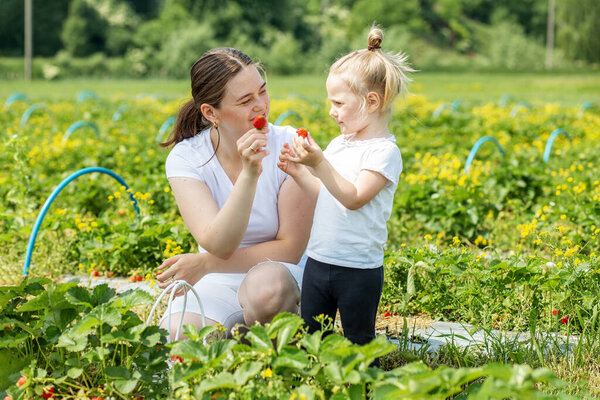 Mother and little kid picking strawberry on self-picking farm. Harvesting concept. Pick-Your-Own farm. Healthy and environmentally friendly crop.
