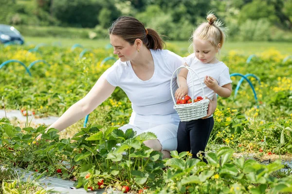 Mutter Und Kleines Kind Pflücken Erdbeeren Auf Einem Selbst Gepflückten — Stockfoto