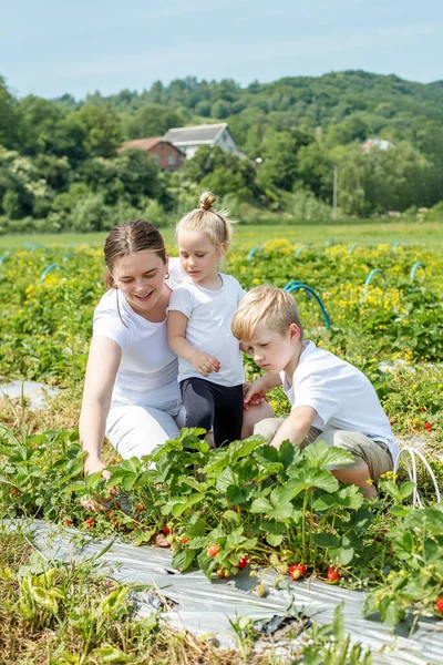 Junge Kaukasische Mutter Erntet Mit Kindern Neue Erdbeeren Und Hat — Stockfoto