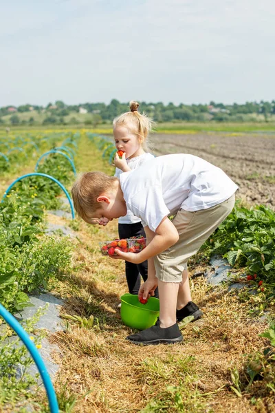 Kinder Beim Erdbeerpflücken Auf Einem Selbst Gepflückten Bauernhof Erntekonzept Pick — Stockfoto