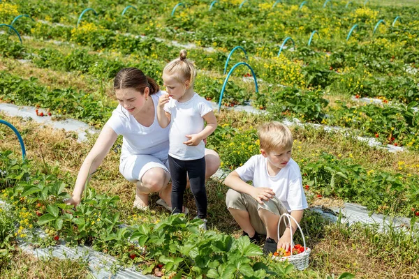 Junge Kaukasische Mutter Erntet Mit Kindern Neue Erdbeeren Und Hat — Stockfoto
