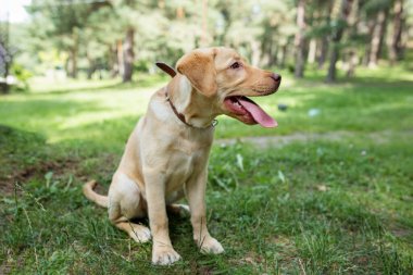 Sarı Labrador Retriever parkta dinleniyor. Safkan labrador köpeği..