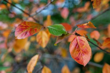 Aronia melanocarpa 'nın koyu kırmızı ve turuncu yaprakları bulanık bir arkaplanda.