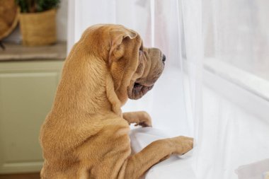 Şirin köpek pencereden dışarı bakar..