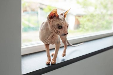 Hayvan konsepti. Sphynx kedisi pencere eşiğinde yürüyor.