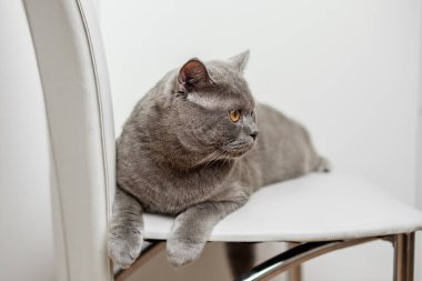 Serene British Shorthair kedisi bembeyaz sandalyede uzanıyor..
