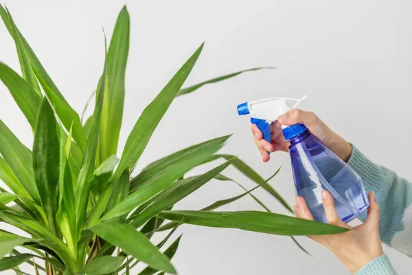 Manos Cuidadosamente Nebulizando Planta Verde Interior Con Una Botella Spray Imágenes de stock libres de derechos