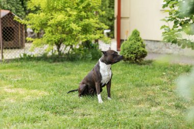 Köpek yeşil çimlere dikkatlice oturur, kamera dışı bir şeye odaklanır. Köpeğin kaslı ve sakin ama bahçe düzeninde tetikte bir duruşu var..