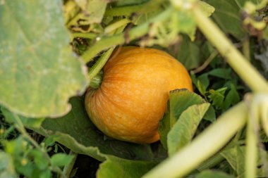 Bahçedeki yeşil yaprakların arasına yerleştirilmiş olgun portakal kabağı yakından bakınca sebzelerin doğal gelişimini gösteriyor.