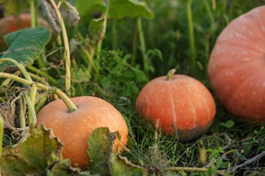 İki turuncu balkabağı, sonbaharda bahçe hasadı sergilenirken asma ve yapraklarla yerde dinleniyor..