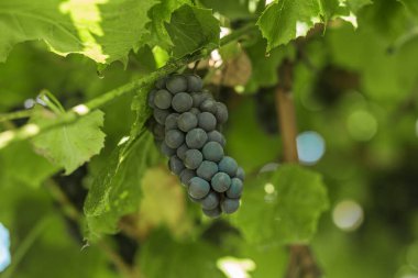 Sarmaşıklardan sarkan ve üzüm bağlarını sembolize eden yeşil yapraklarla çevrili olgun mor üzüm kümeleri..